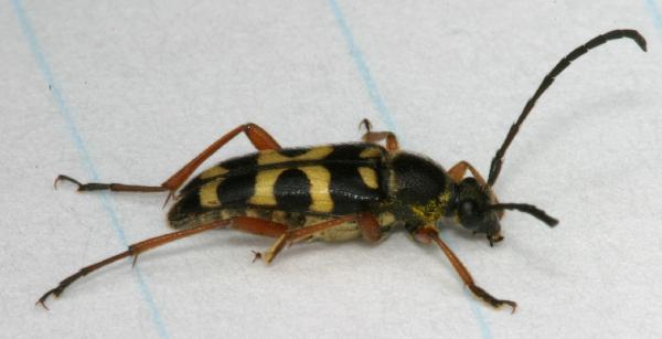 black.and_.yellow.beetle.side_