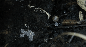 slug eggs and snail shell