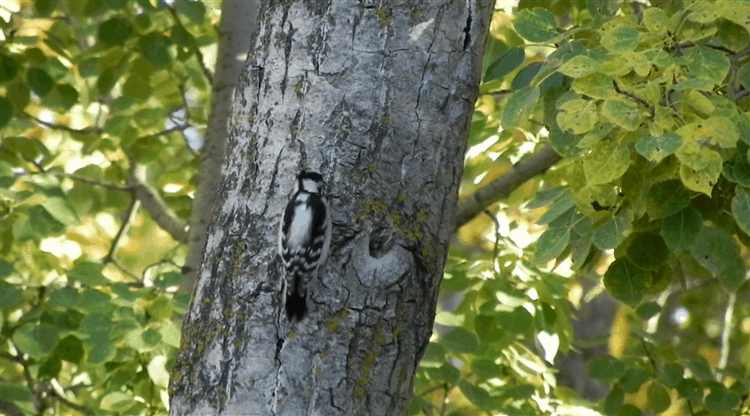 woodpecker