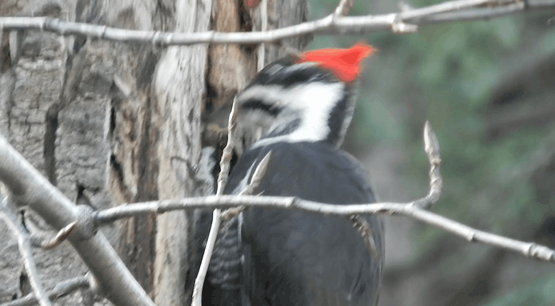 woodpecker.gif